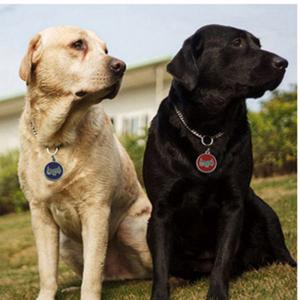 2018 fierbinte vânzare câinele sau pisica plăcuţe de identificare inscripţionat sau codul qr pet tag