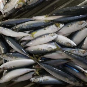 Macrou congelat rotund