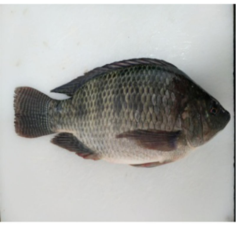 Tilapia înghețată