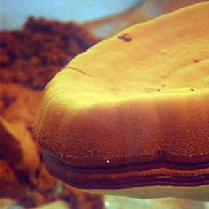 Sporii Ganoderma