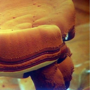 Sporii Ganoderma