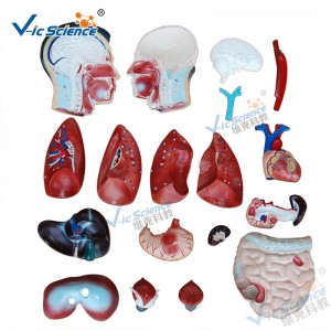 Anatomie medicală Model de corp uman 85CM Torso bărbat model 19 piese