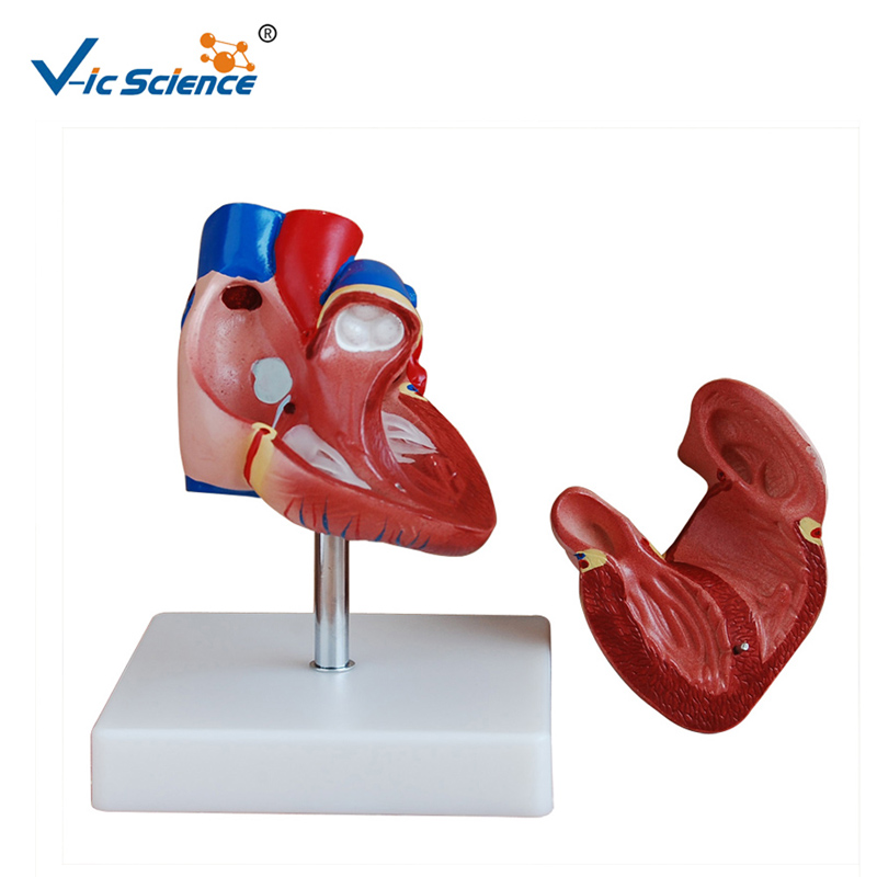Model de plastic Model de anatomie cu model de inimă pentru dimensiunea de viață a modelului inimii pentru învățământul Midical