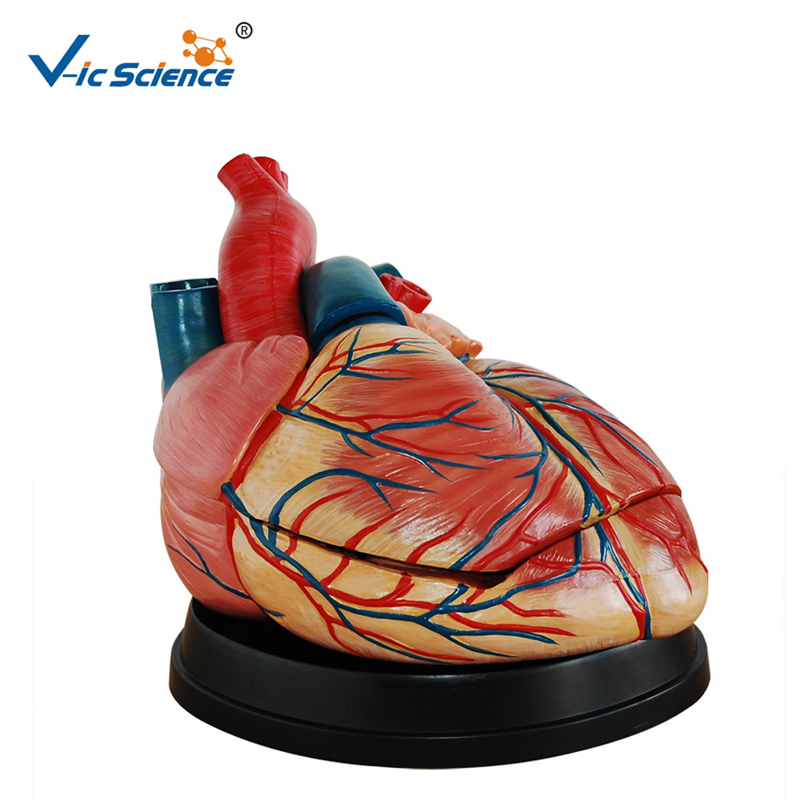 Model de plastic Model de anatomie cu model de inimă pentru dimensiunea de viață a modelului inimii pentru învățământul Midical