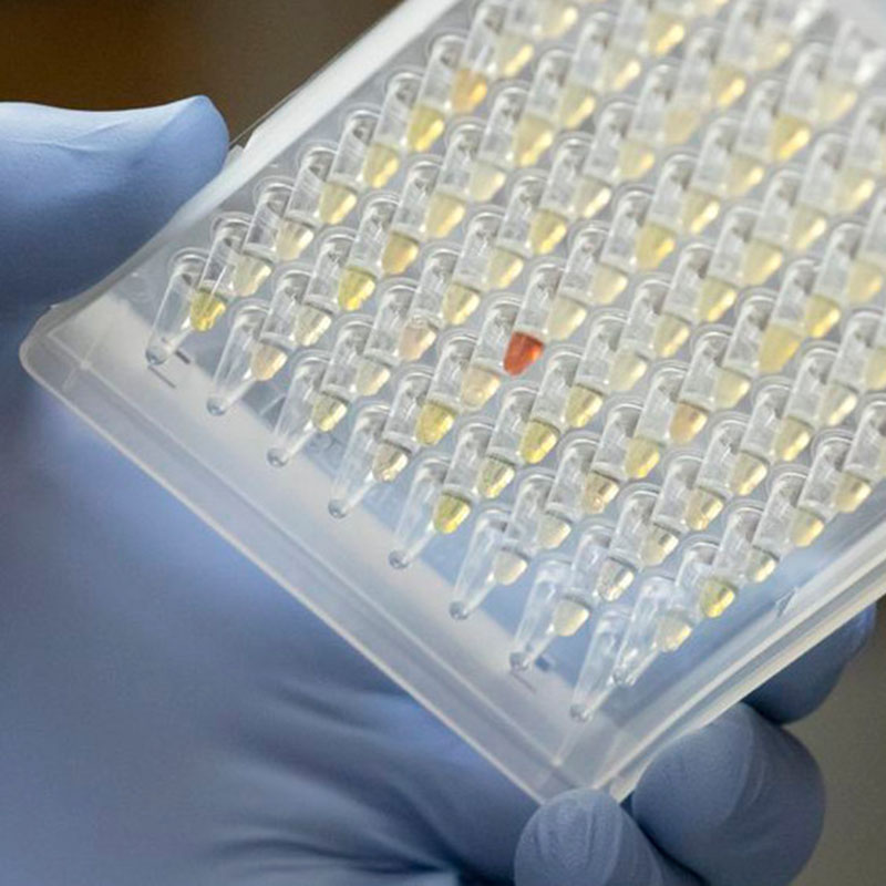 Cercetătorii care privesc răspândirea variantei Oregon Covid-19