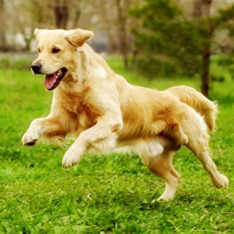 7 comenzi esențiale pe care câinele tău trebuie să le cunoască