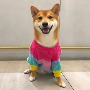 Producător CAZ COMPANDATE CUTTON CUTS TRIMIT PATCH PĂRĂTOR PENTRU PETURI