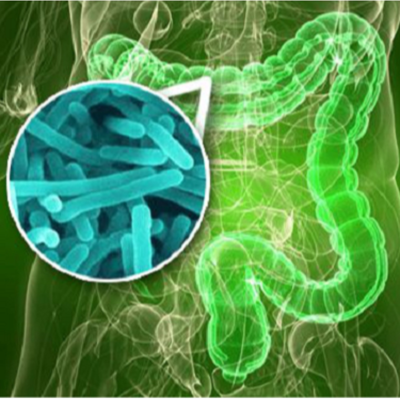 Universitatea Yangzhou: NMN îmbunătățește dezechilibrul florei intestinale cauzate de somn