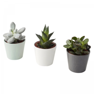 Plante suculente artificiale