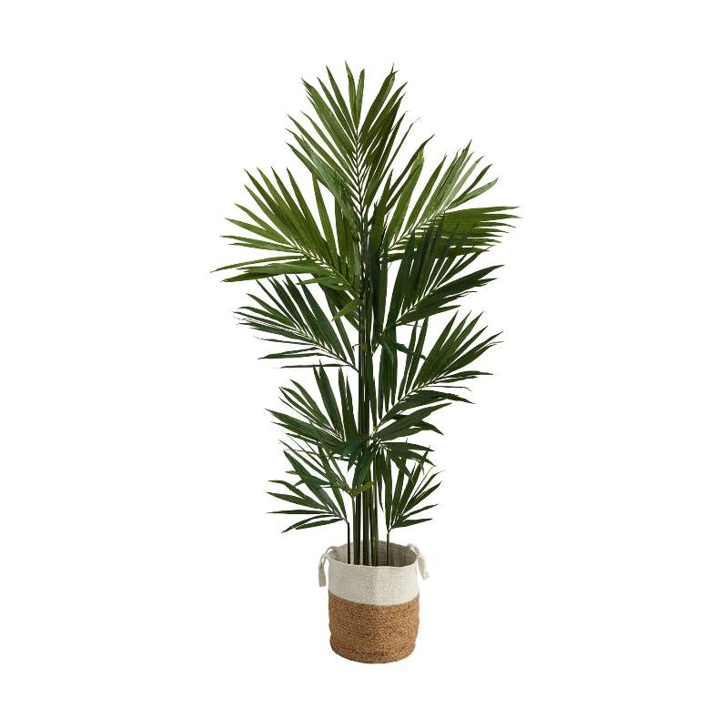 Plante decorative